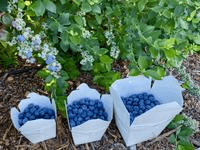 Temecula Berry Company